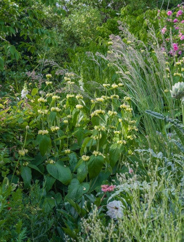 Perennials