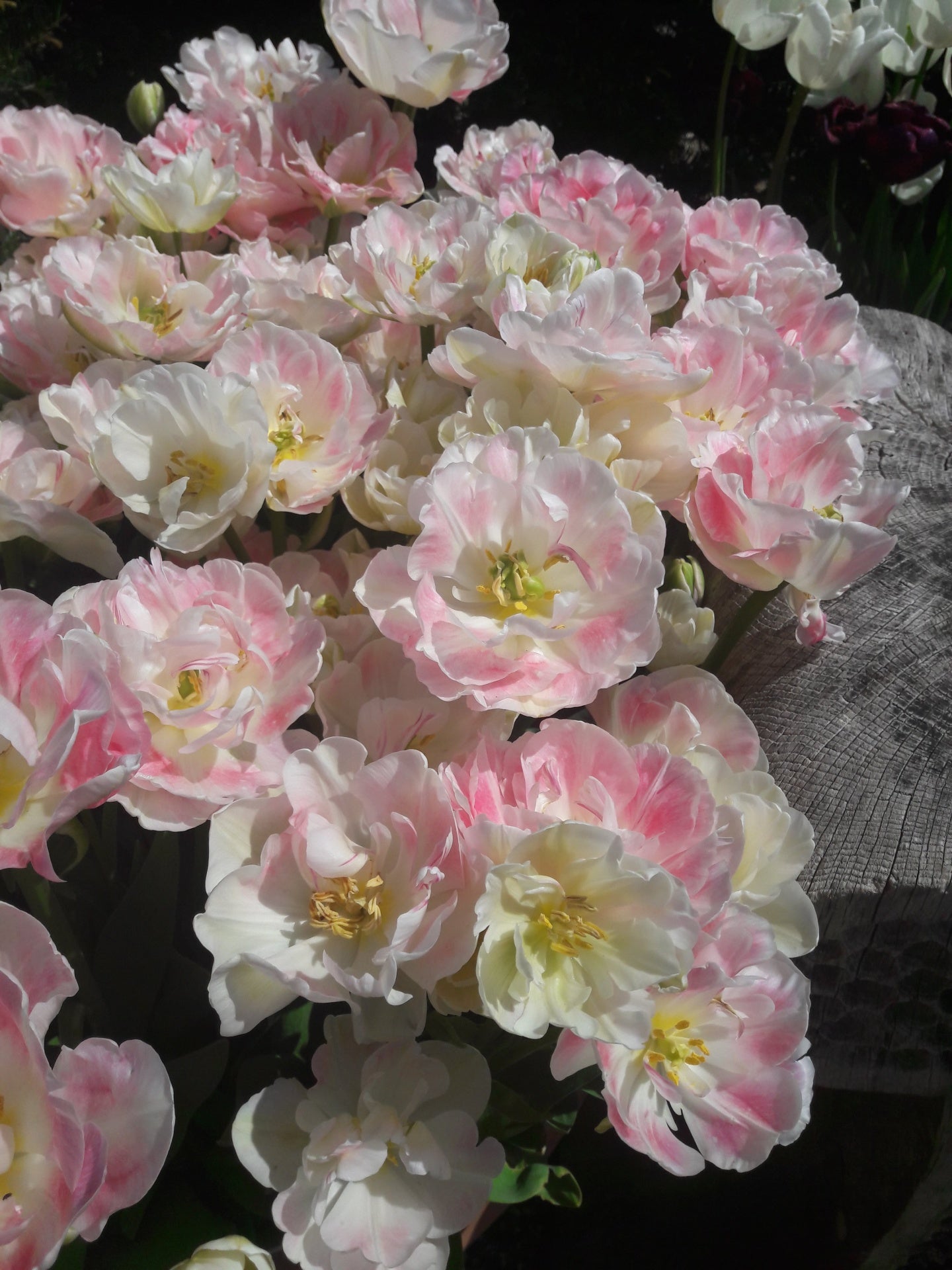 Roses